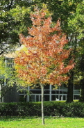 Baum mit Herbstlaub